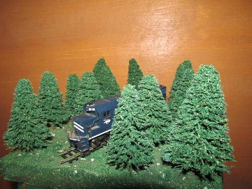 LOT OF 60 PINE TREES