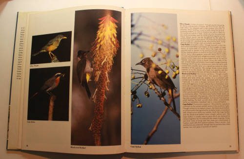 Everyone`s Guide To South African Birds Photographs by Peter Johnson Hardcover Book