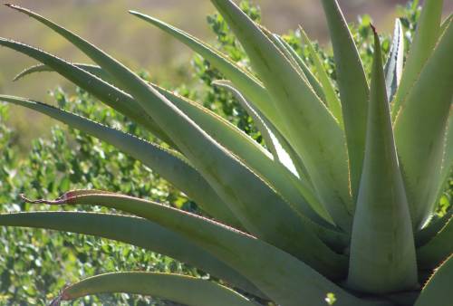`Aloe Vera Cactus Leaves` Original Digital Download Stock Photo
