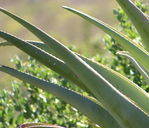 `Aloe Vera Cactus Leaves` Original Digital Download Stock Photo