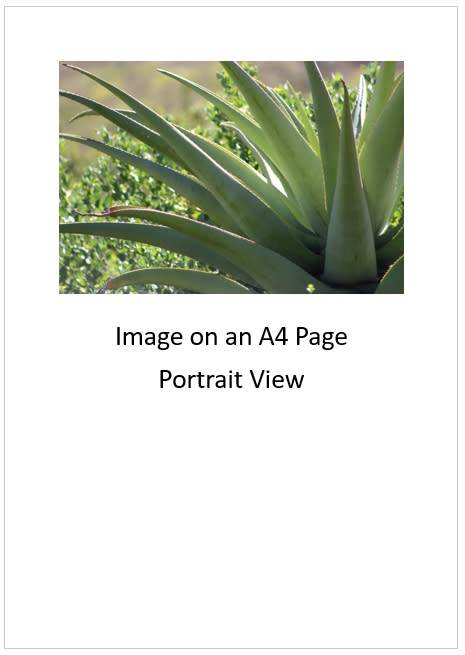 `Aloe Vera Cactus Leaves` Original Digital Download Stock Photo