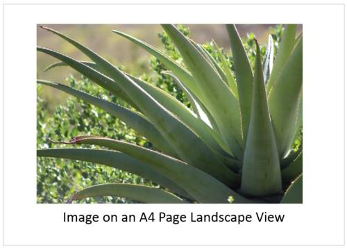 `Aloe Vera Cactus Leaves` Original Digital Download Stock Photo
