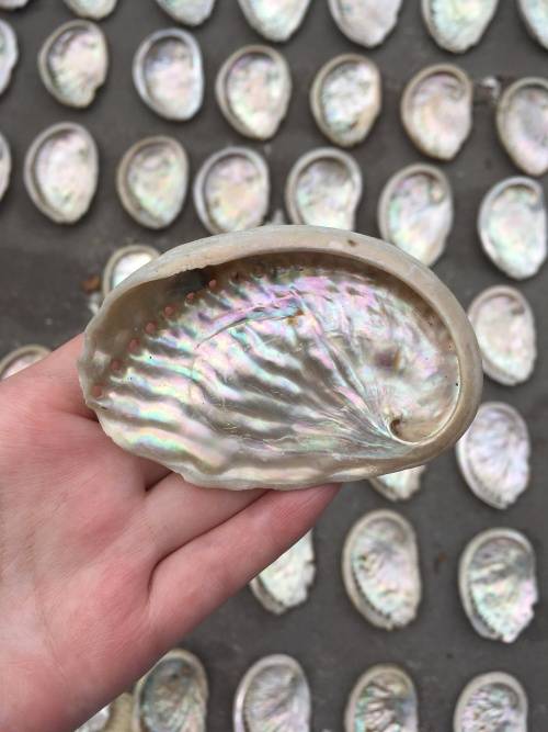 Small Abalone Shell