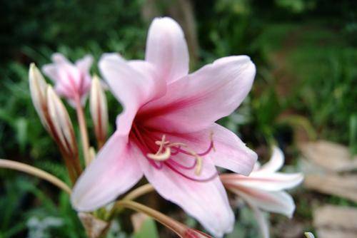 Crinum Bulbispernum bulbs 3 years old