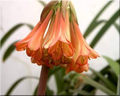 VERY RARE, Cyrtanthus Falcatus bulbs, 4-5 years old