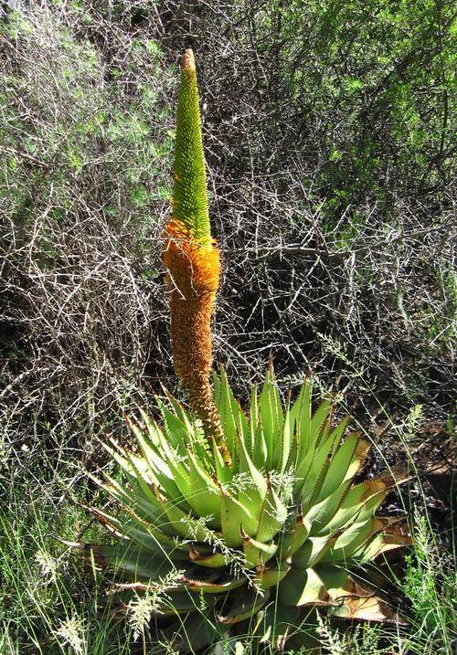 Aloe Broomii plant 1 year old, succulent plant
