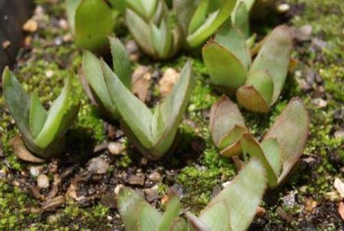 Aloe Lineata plants 1 year old, succulent plant