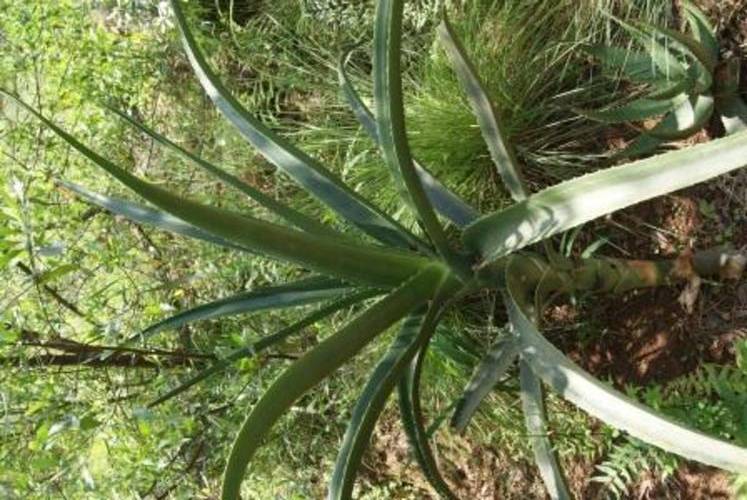 Aloe Barbarae plants rooted cuttings, succulent plant
