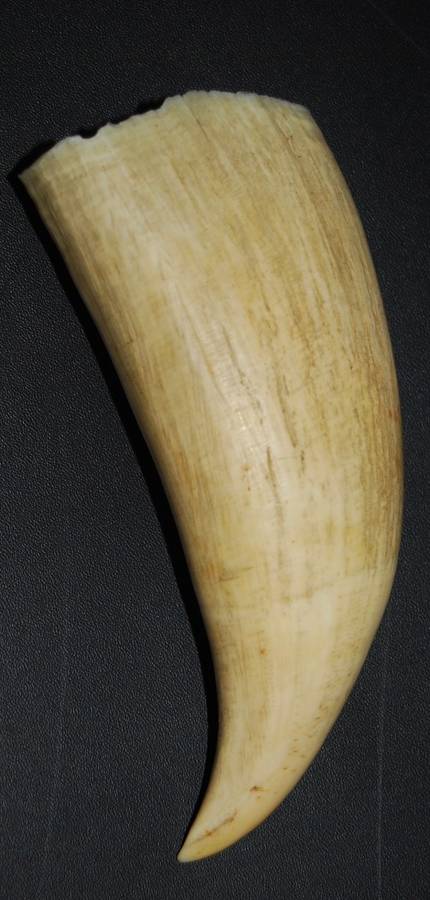 VINTAGE WHALE TOOTH
