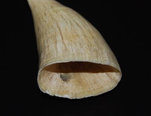 VINTAGE WHALE TOOTH