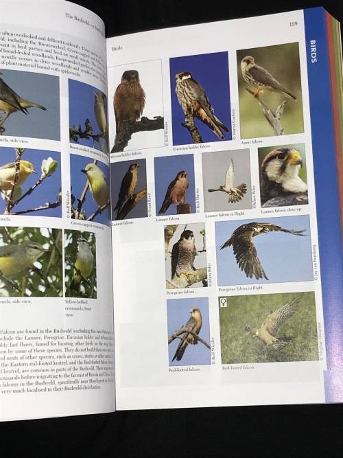 THE BUSHVELD INCLUDING THE KRUGER LOWVELD BY LEE GUTTERIDGE 2ND EDITION