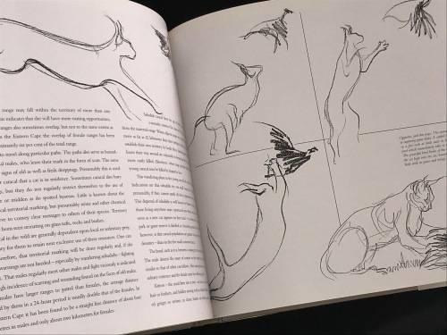 CATS OF AFRICA BY PAUL BOSMAN AND ANTHONY HALL-MARTIN