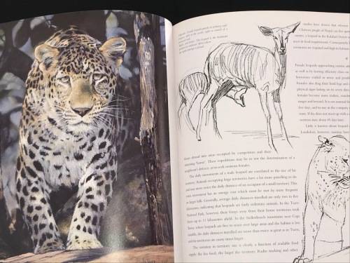 CATS OF AFRICA BY PAUL BOSMAN AND ANTHONY HALL-MARTIN
