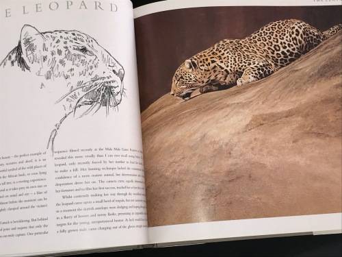 CATS OF AFRICA BY PAUL BOSMAN AND ANTHONY HALL-MARTIN