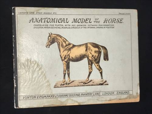 ANATOMICAL MODEL OF THE HORSE