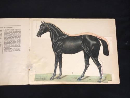 ANATOMICAL MODEL OF THE HORSE