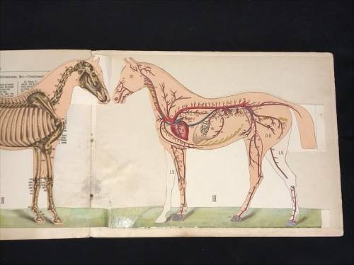 ANATOMICAL MODEL OF THE HORSE