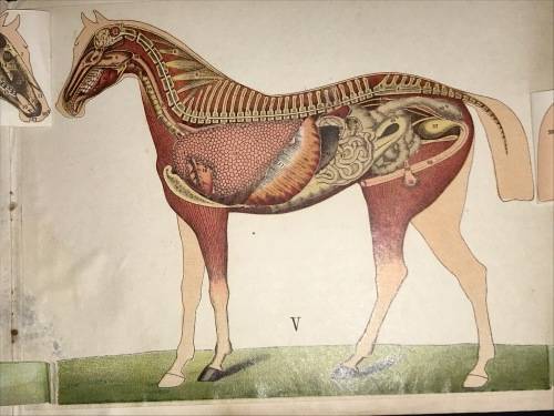 ANATOMICAL MODEL OF THE HORSE