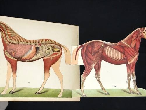 ANATOMICAL MODEL OF THE HORSE