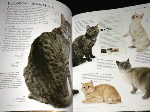 THE ENCYCLOPEDIA OF THE CAT BY DR BRUCE FOGLE DK BOOKS