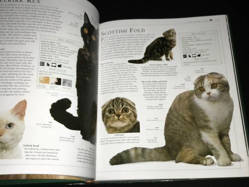 THE ENCYCLOPEDIA OF THE CAT BY DR BRUCE FOGLE DK BOOKS
