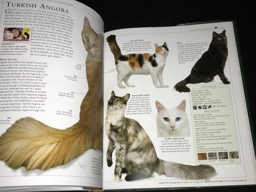 THE ENCYCLOPEDIA OF THE CAT BY DR BRUCE FOGLE DK BOOKS
