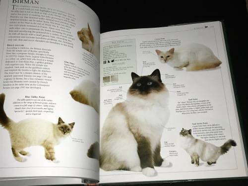 THE ENCYCLOPEDIA OF THE CAT BY DR BRUCE FOGLE DK BOOKS