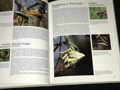 REPTILES OF SOUTHERN AFRICA BY ROD PATTERSON SIGNED COPY