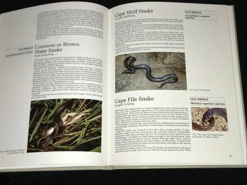 REPTILES OF SOUTHERN AFRICA BY ROD PATTERSON SIGNED COPY