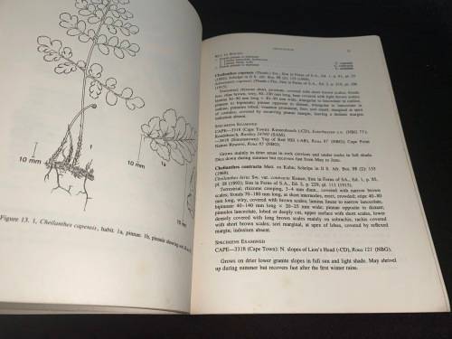 CAPE PENINSULA FERNS BY J.P. ROUX SIGNED