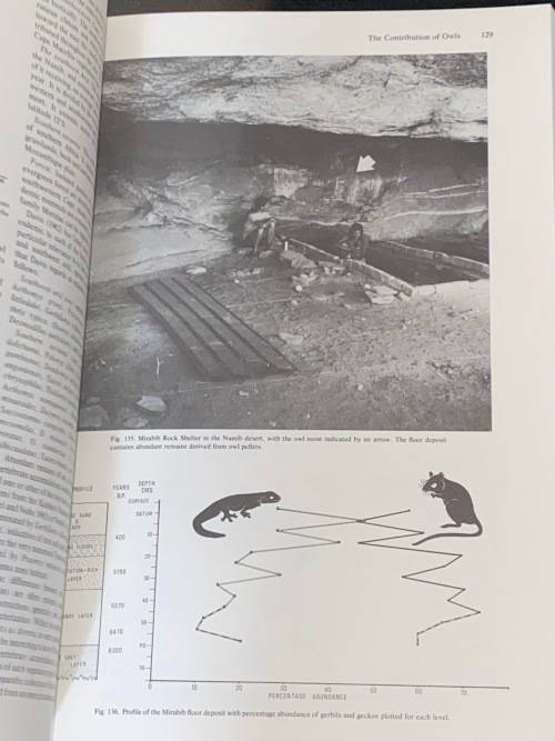 THE HUNTERS OR THE HUNTED AN INTRODUCTION TO AFRICAN CAVE TAPHONOMY BY C.K. BRAIN EX-LIB
