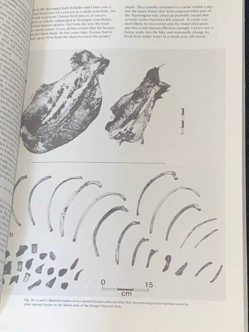 THE HUNTERS OR THE HUNTED AN INTRODUCTION TO AFRICAN CAVE TAPHONOMY BY C.K. BRAIN EX-LIB