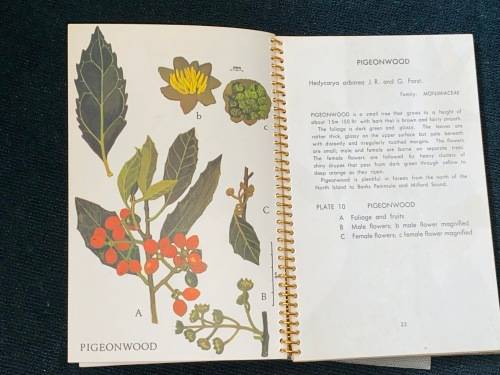 THE FIAT BOOK OF NEW ZEALAND TREES BY NANCY M. ADAMS