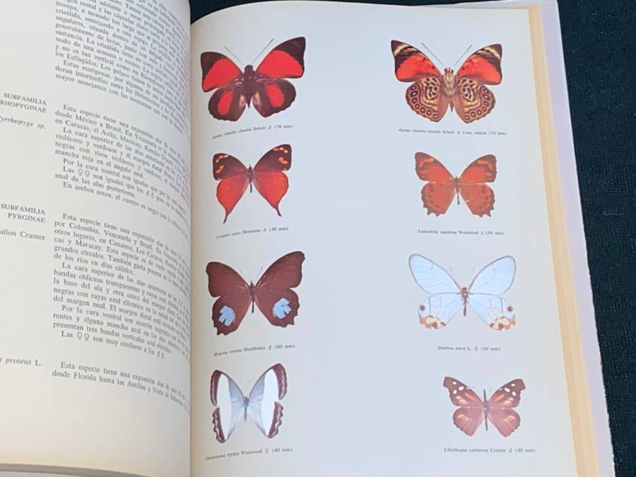 MARIPOSAS DIURNAS DE VENEZUELA