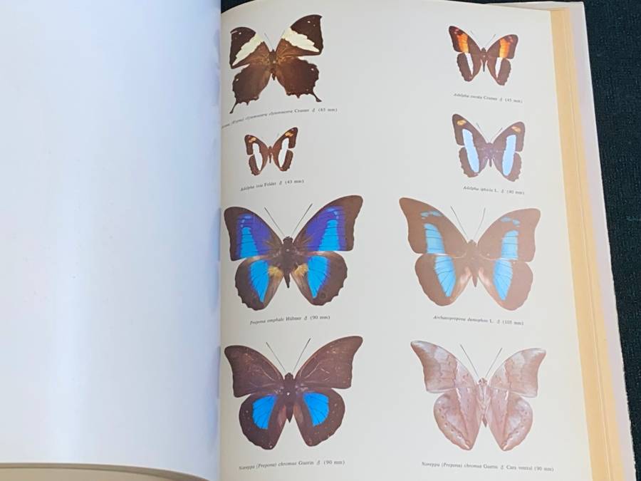 MARIPOSAS DIURNAS DE VENEZUELA
