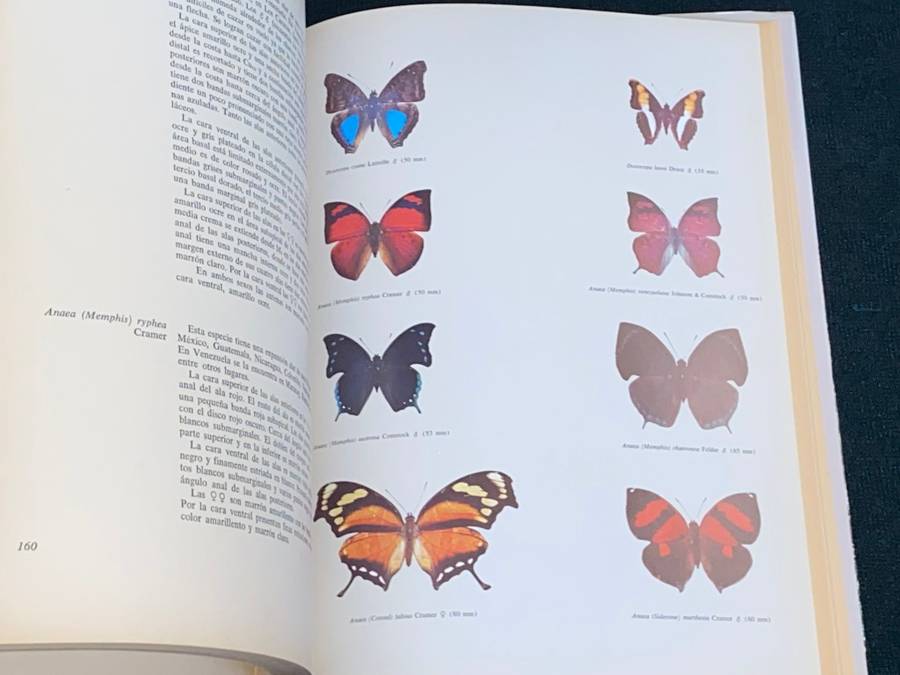 MARIPOSAS DIURNAS DE VENEZUELA