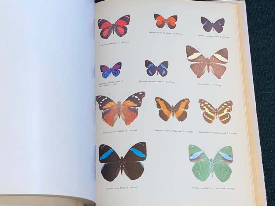 MARIPOSAS DIURNAS DE VENEZUELA