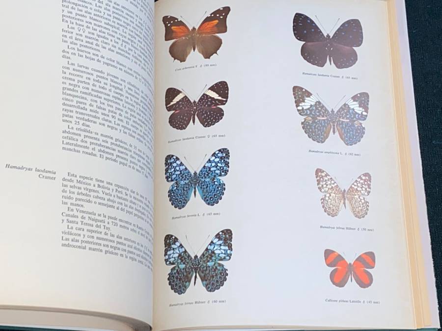 MARIPOSAS DIURNAS DE VENEZUELA