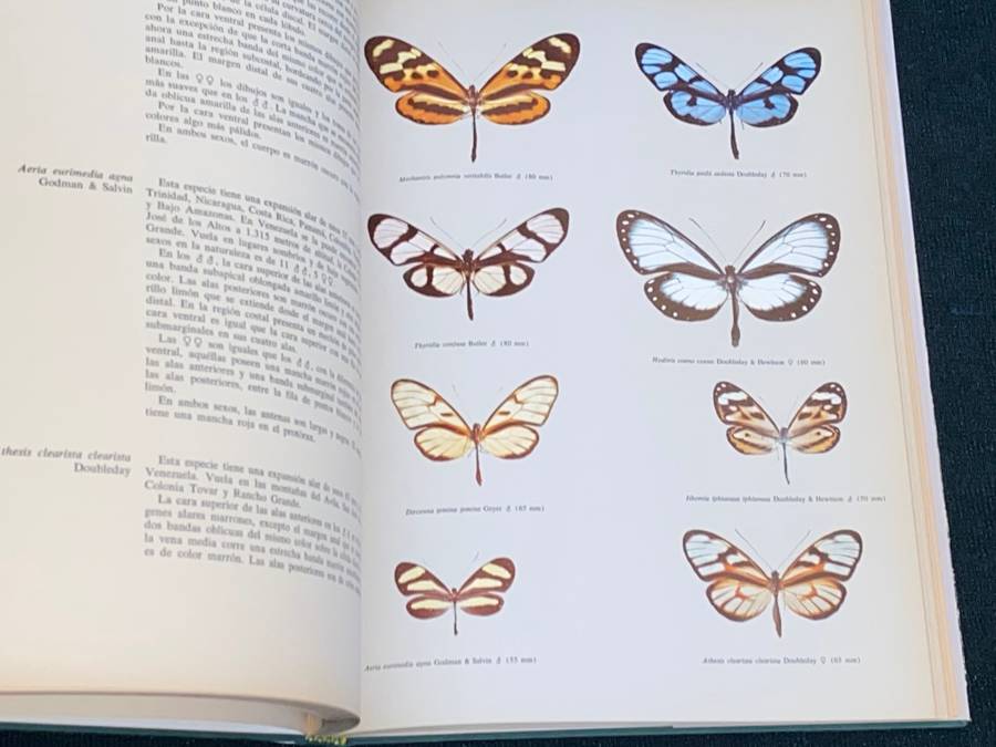 MARIPOSAS DIURNAS DE VENEZUELA