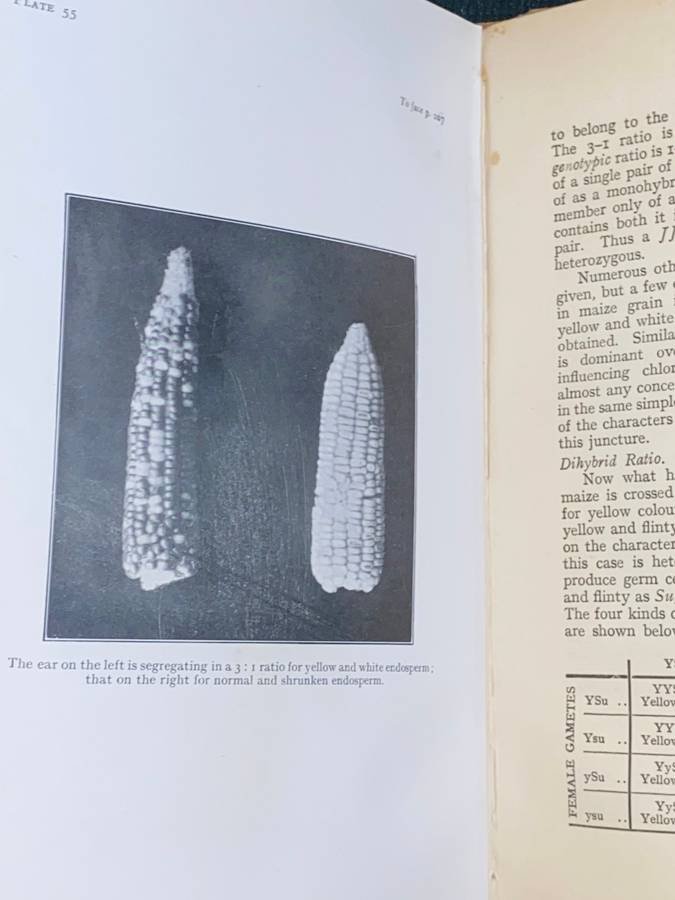 MAIZE IN SOUTH AFRICA BY A.R. SAUNDERS 1930 S.A. AGRICULTURAL SERIES