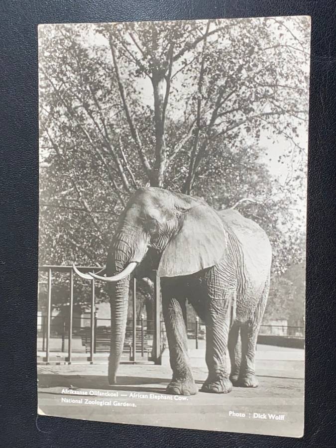 VINTAGE ELEPHANT COW DURBAN POST CARD