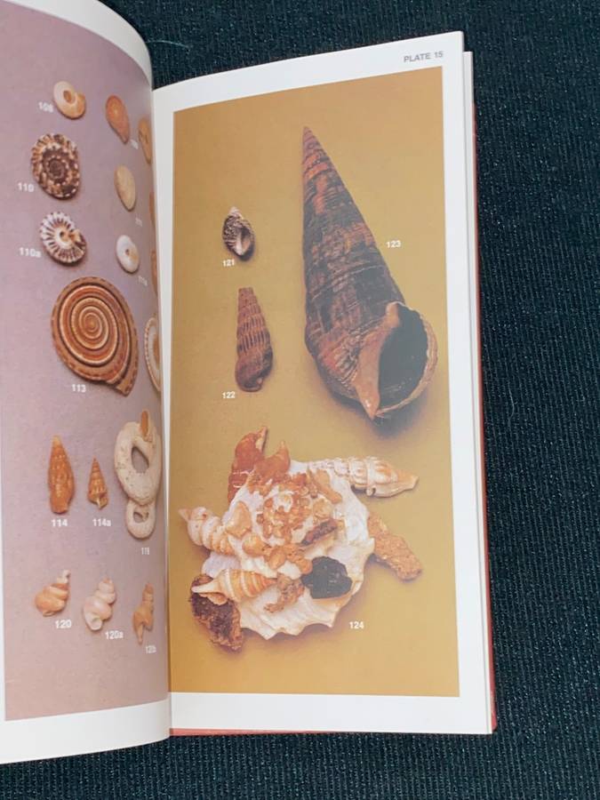 SOUTH AFRICAN SHELLS A COLLECTOR'S GUIDE BY DEIRDRE RICHARDS