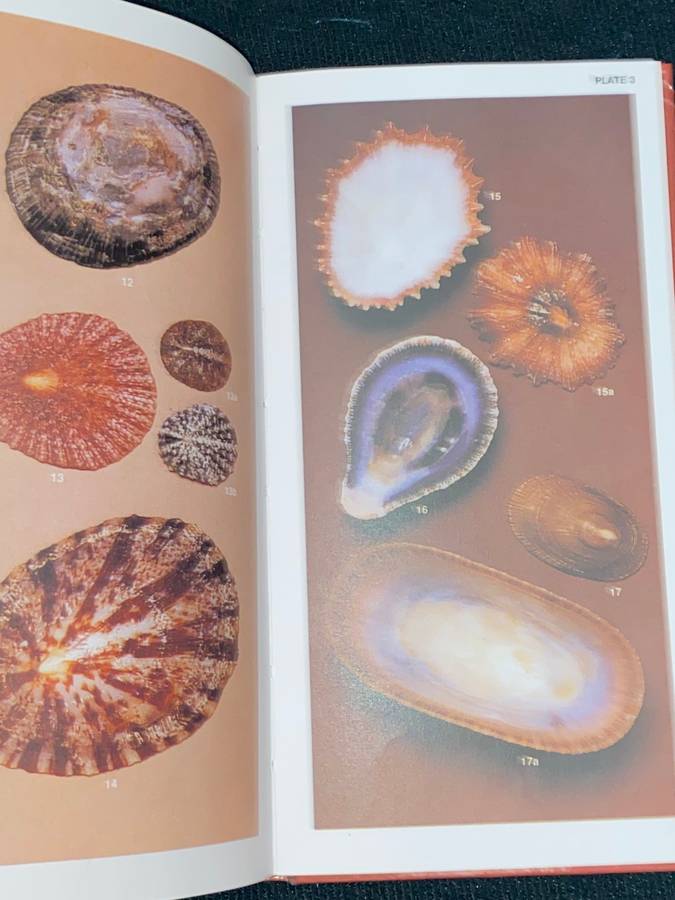 SOUTH AFRICAN SHELLS A COLLECTOR'S GUIDE BY DEIRDRE RICHARDS