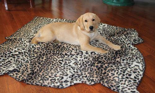 Pets At Play - Comfort Blanket Ultra Soft