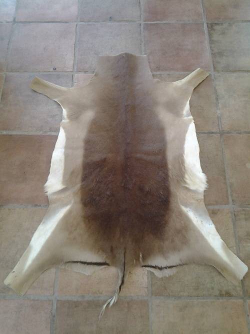 Springbok Skin