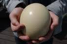 5 x OSTRICH EGGS - empty.