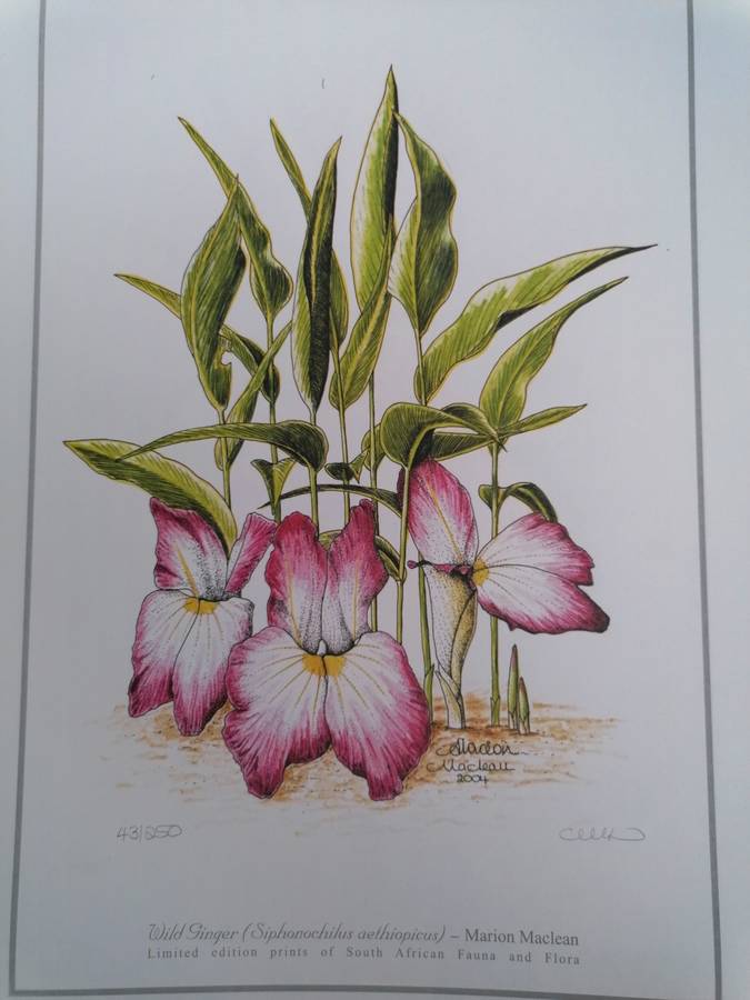 marion maclean signed limited edition print of fauna and flora 42cm x 32cm