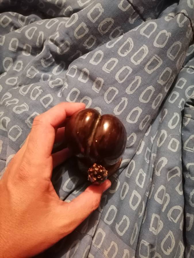 Coco de mer seychelles