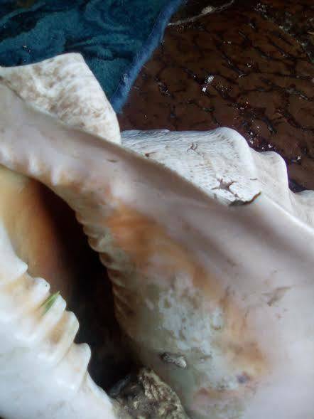 collectable sea shell horned helmut