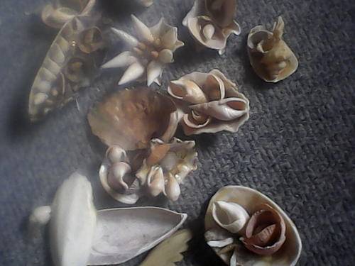 various sea shells